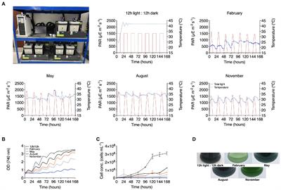 Cultivation of the polyextremophile Cyanidioschyzon merolae 10D during summer conditions on the coast of the Red Sea and its adaptation to hypersaline sea water